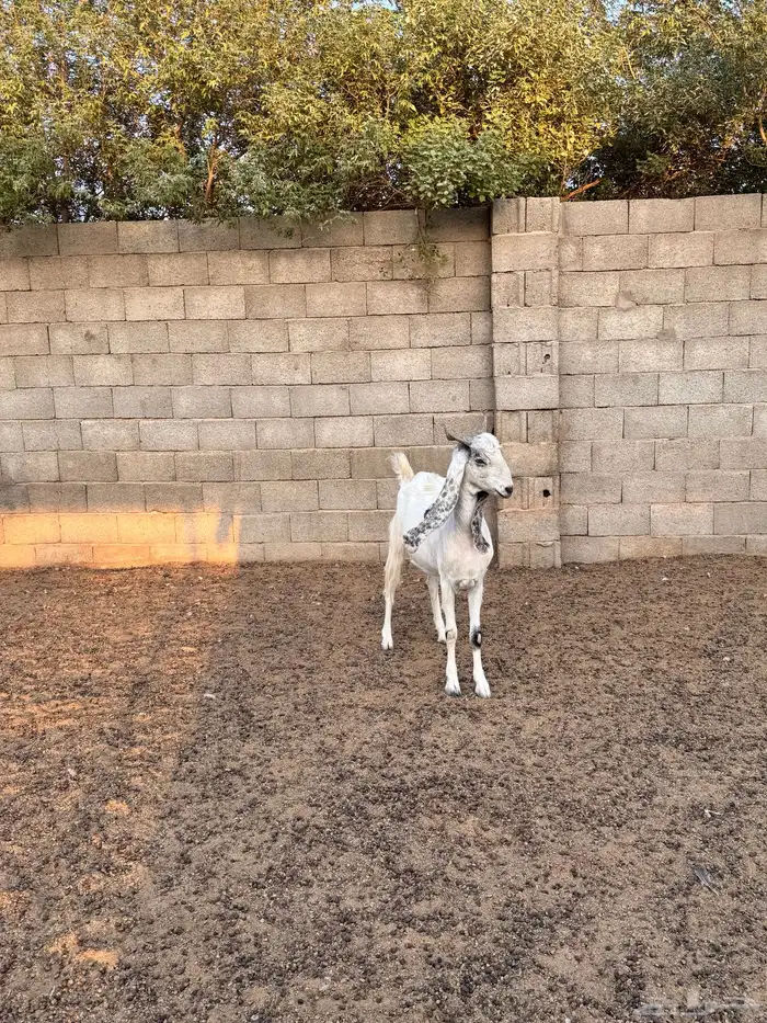 للبيع معزاء اشباب دفيع 6