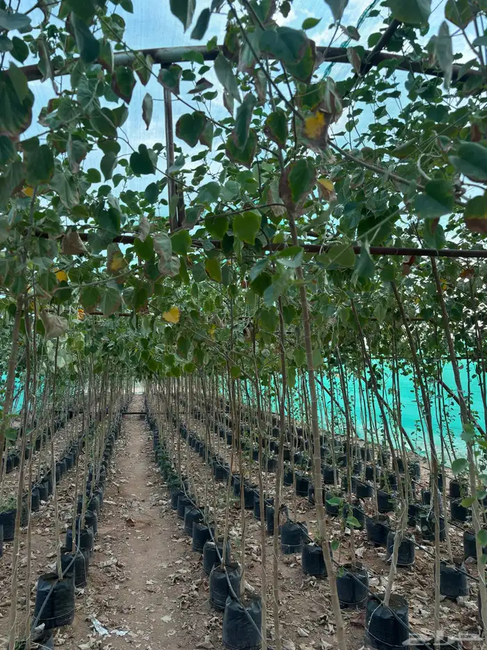 اشجار نيم وخبيز واكاسيا وسدر بلدي 1