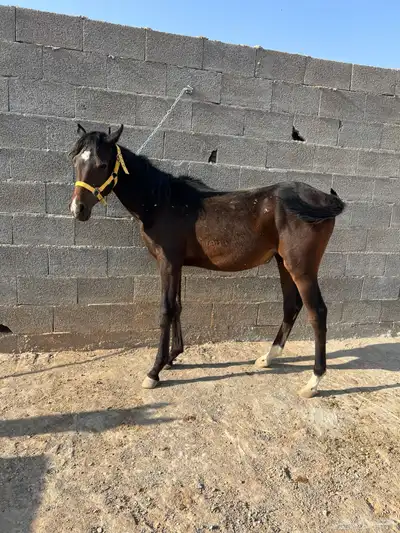 للبيع مهره شعبية index