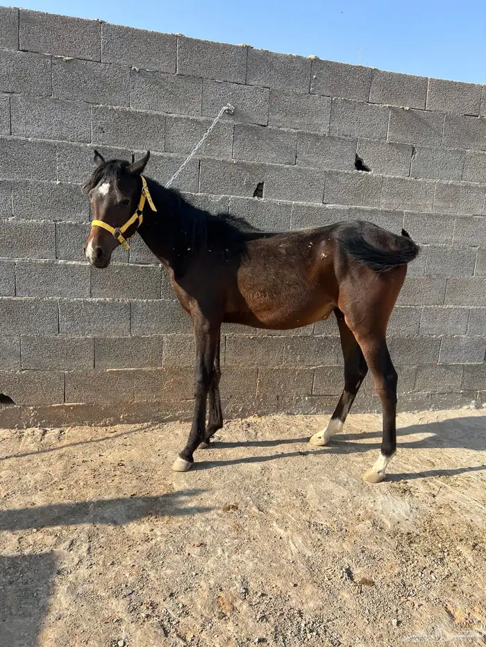 للبيع مهره شعبية 1