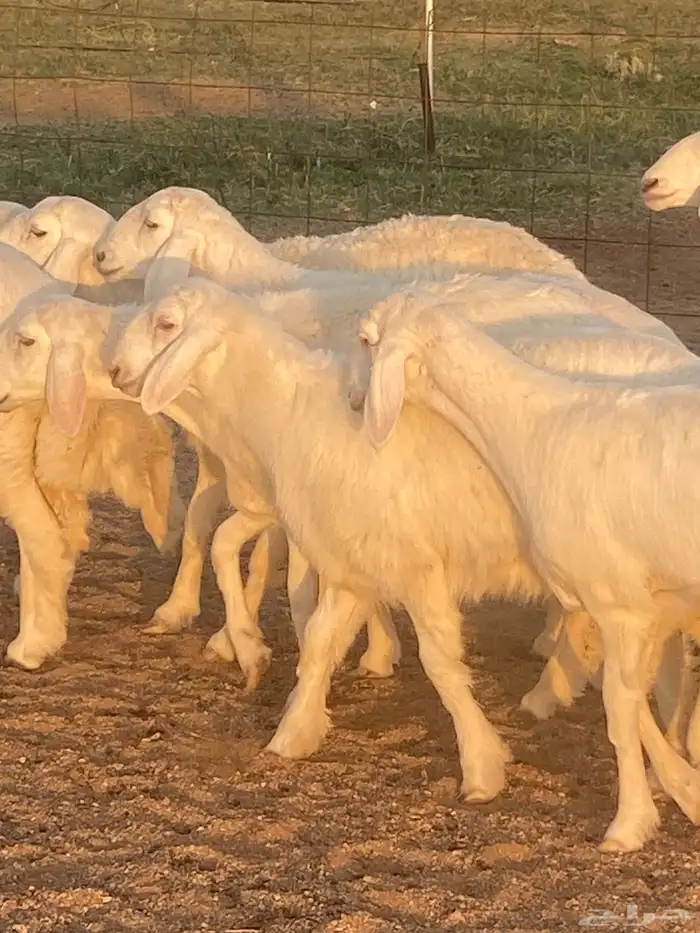 جذعات حريه 2