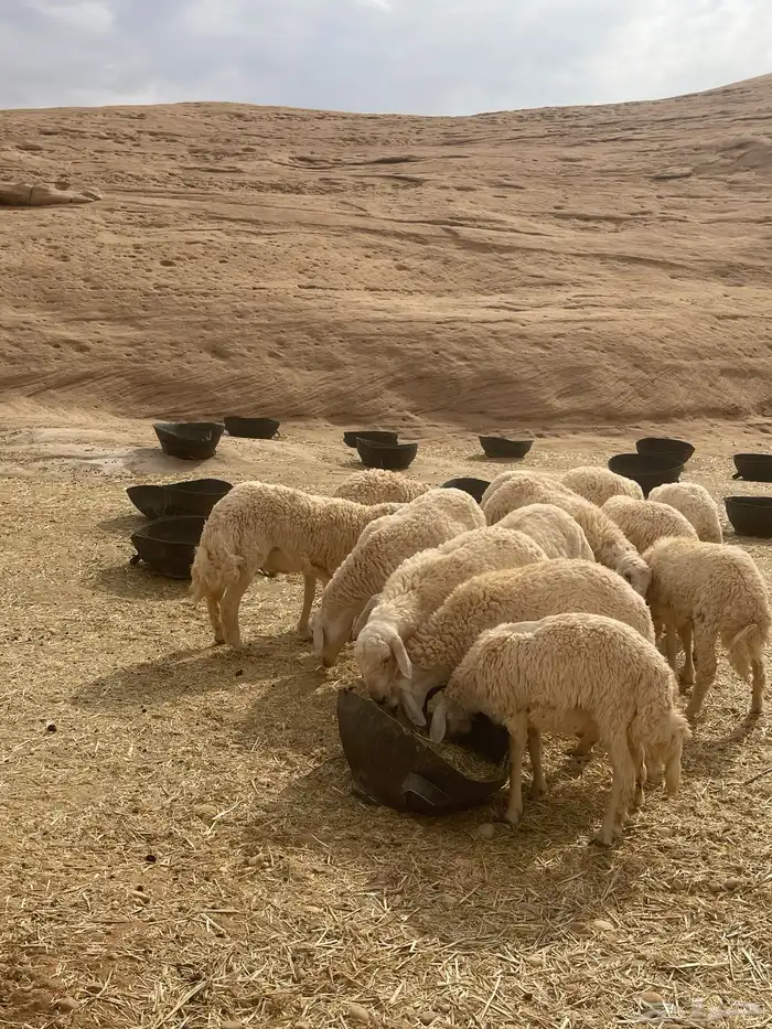 خرفان حريات 16