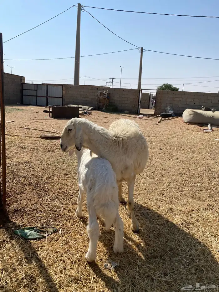 نعجة حرية معها خروف 1