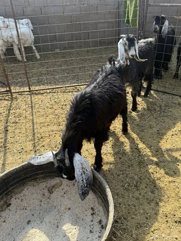 للبيع جفار ذبايح 12