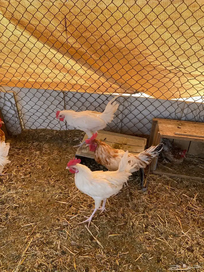 ديوك للبيع بلدي 2