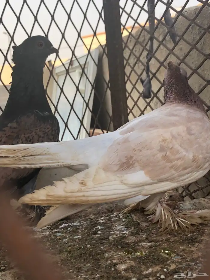 زوج هجين صنعاني  روماني 4