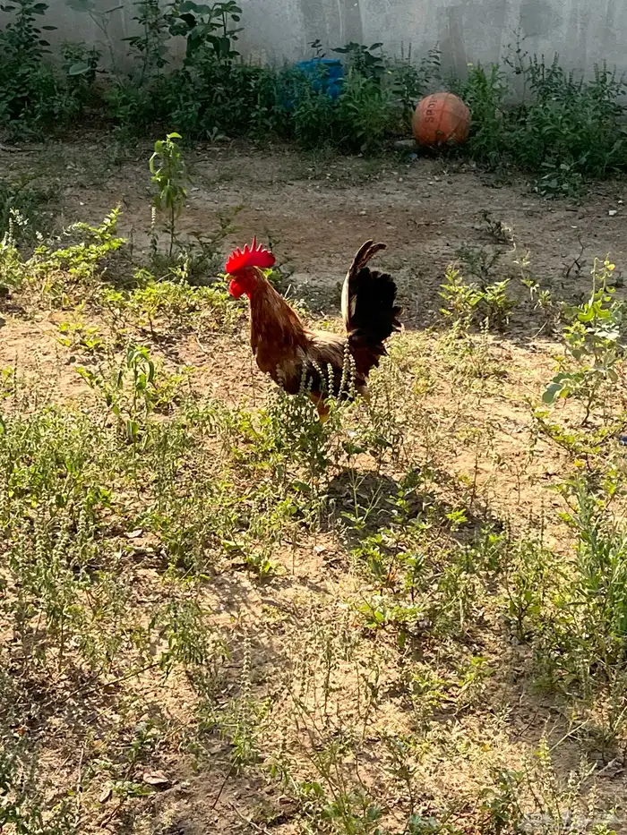 العدد 11 ديك من 25 10