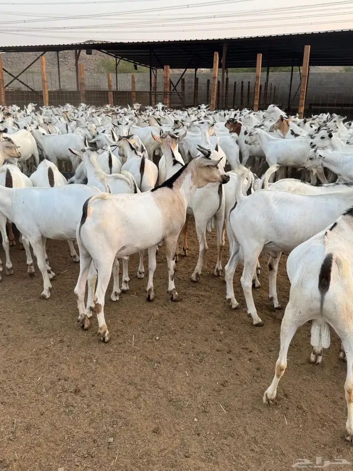 تيوس مربى شبيه البيشي 0