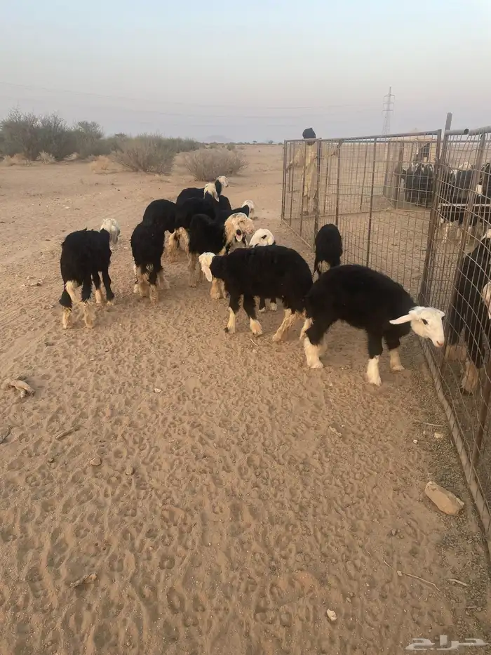 رخال نجد مقاني للبيع (( تم البيع )) 1