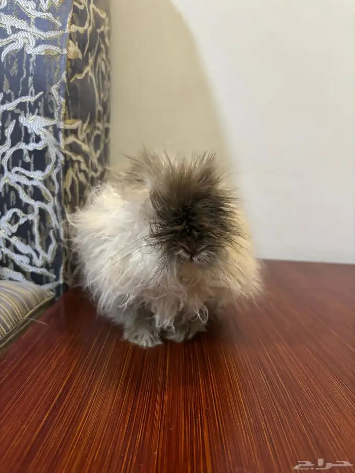 ارانب لتبني 6