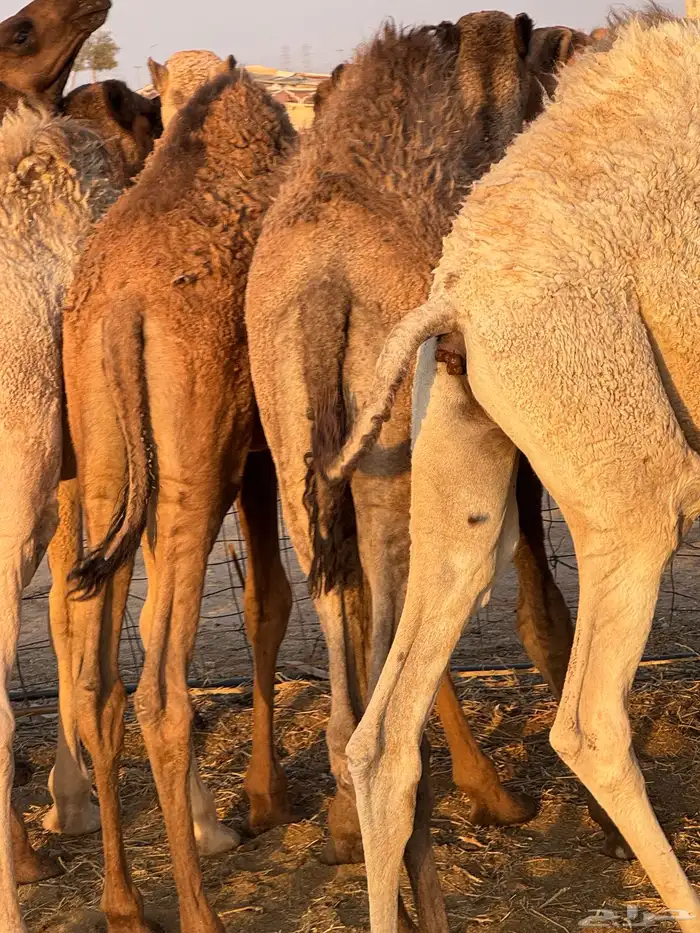 حشو طيبه للبيع 4