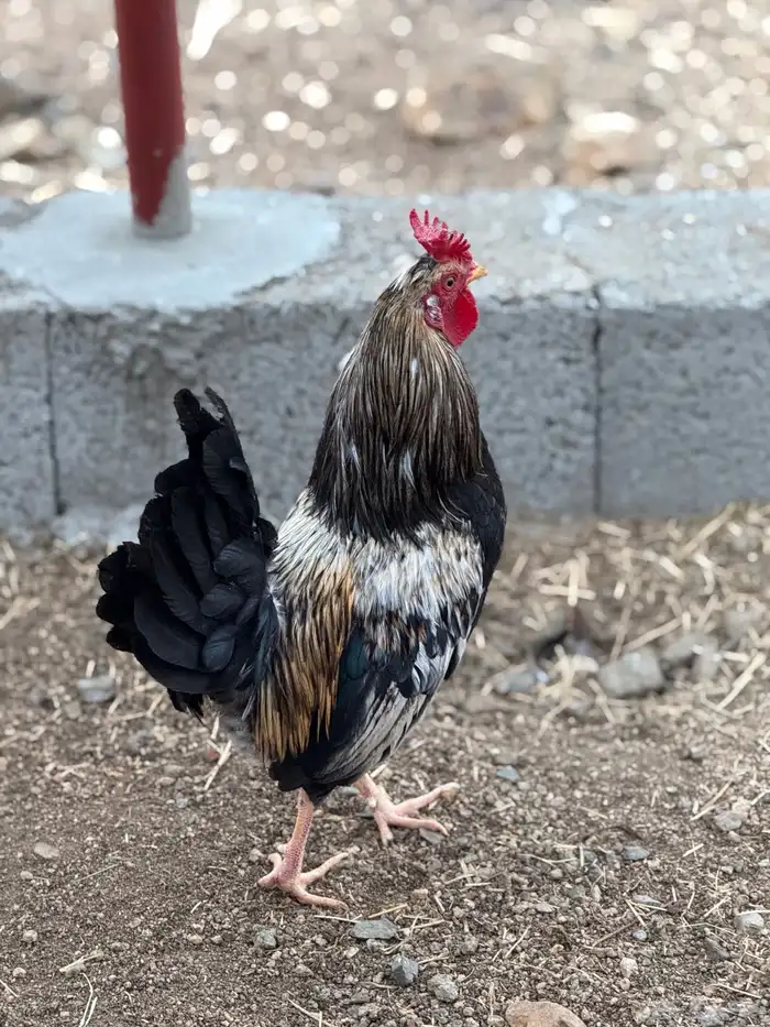 ديك عربي أفرق أكحل مقب ع 6