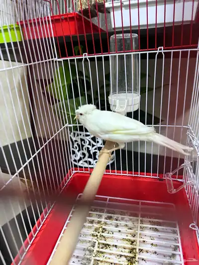 كناري سوري index