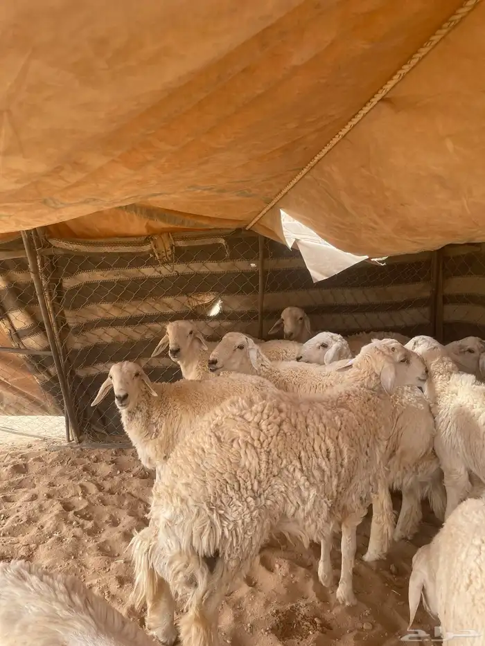 خرفان حريات 27