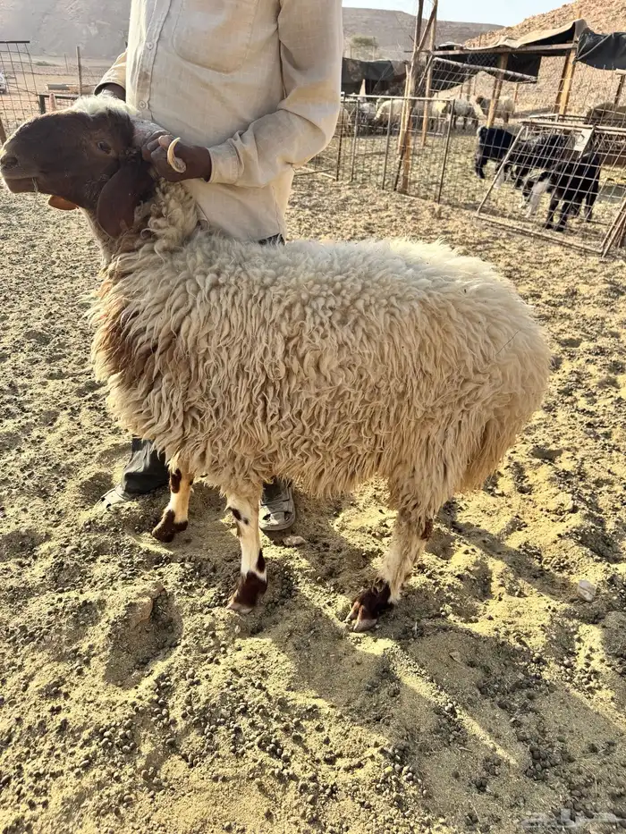 للبيع ذبايح نعيم بلدي 1