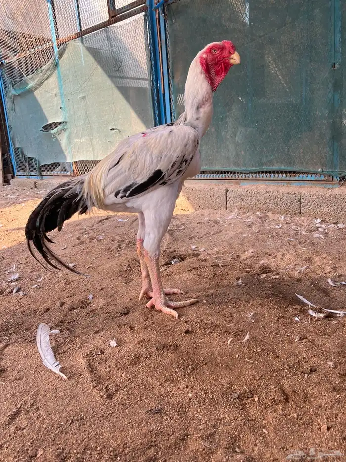 ذيك حجازي عمره ثمانية شهور فاخر من الاخر 1