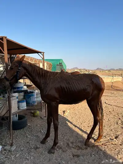 مهر انقليزي index