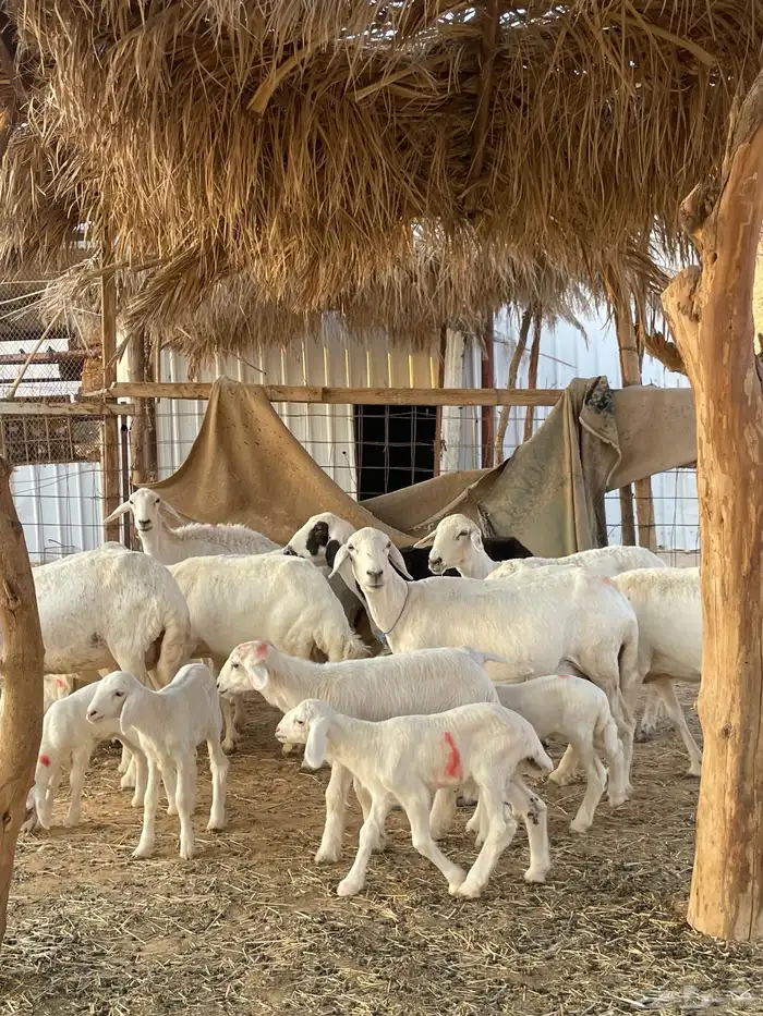 شياة حريات متابيع مقاني 3