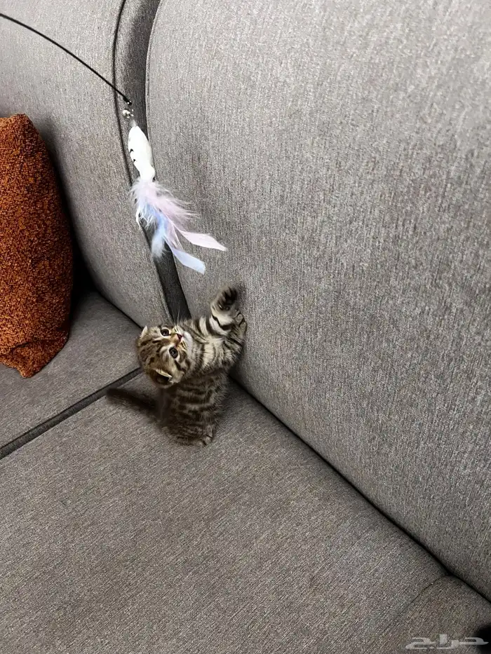 سكوتش دبل فولد مميز جدا ماشاءالله لون نادر مطعم 11