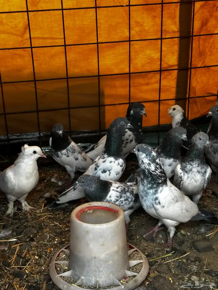 حمام باكستاني فاخر 2