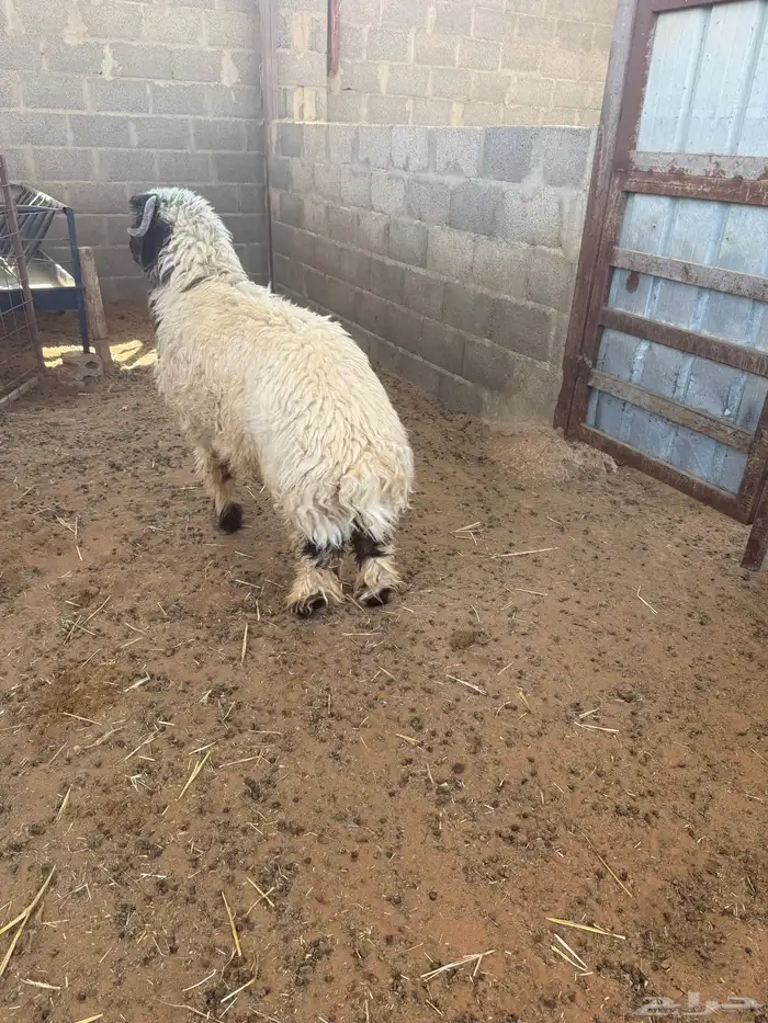 طليان نعيم للبيع 1