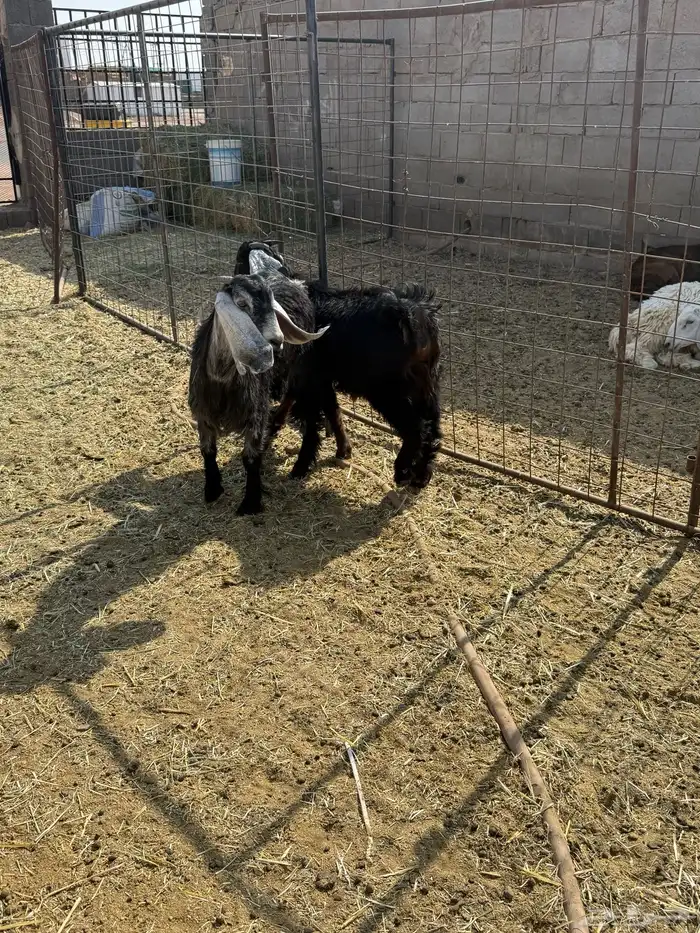 للبيع جفار ذبايح 8