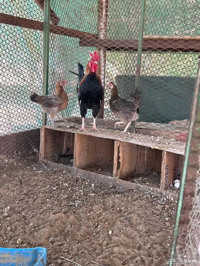 طقم ديك مع دجاجتين افرق تاج 0