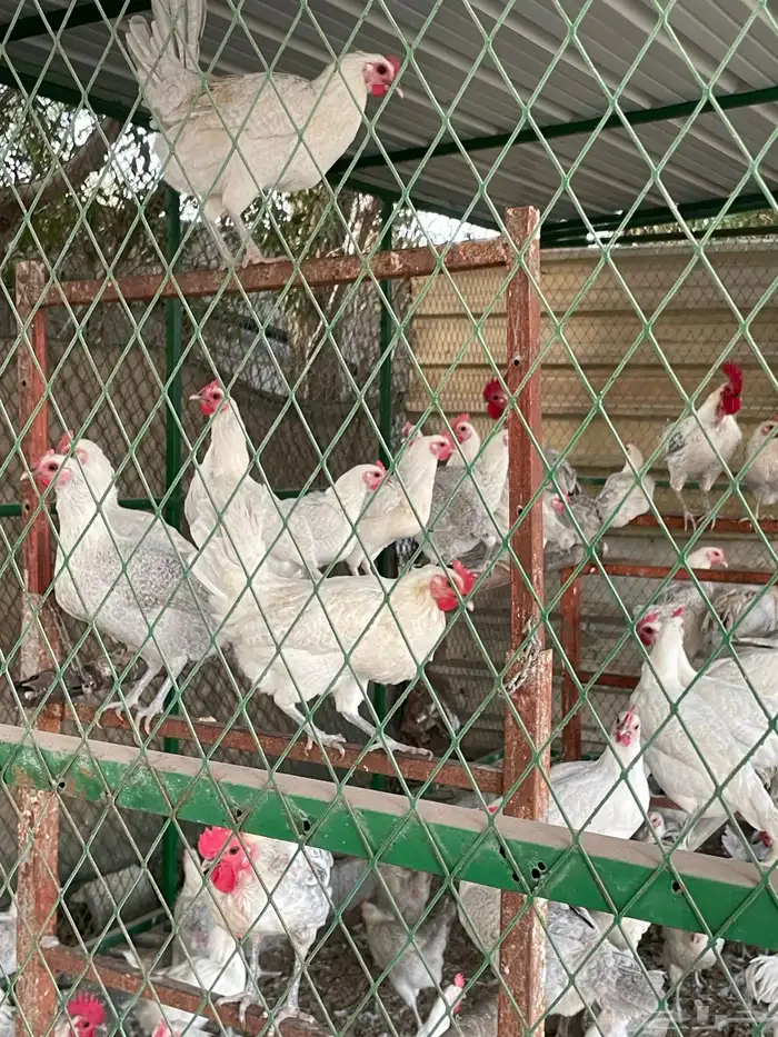 دجاج فيومي ألمنيوم 0