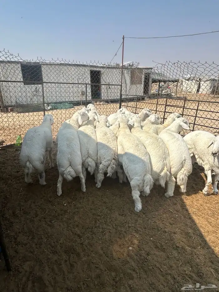 حريات جبر ناهي ووسط كفو ونعيم جبر ناهي ووسط كفو وهرافي 1