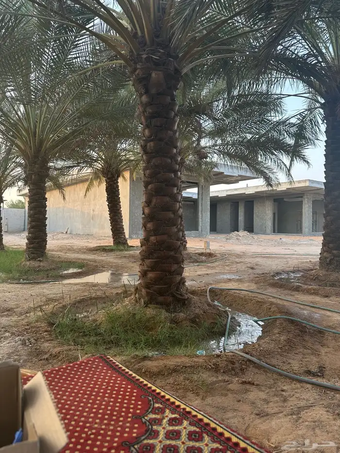 نخل مكرب للبيع 1