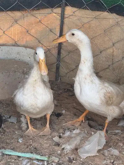 بط مشكل للبيع index