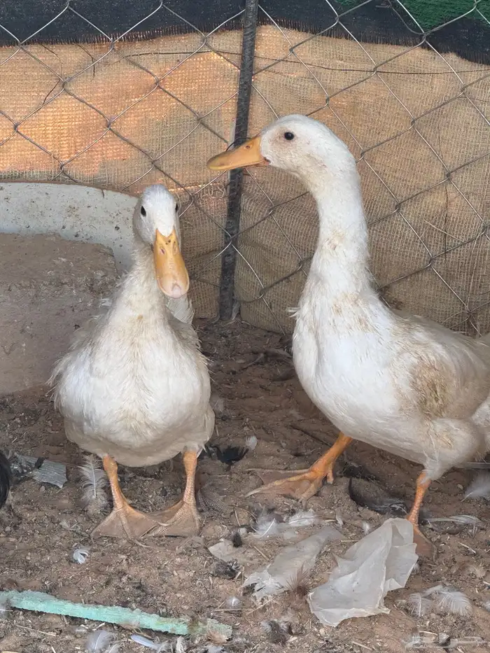 بط مشكل للبيع 2