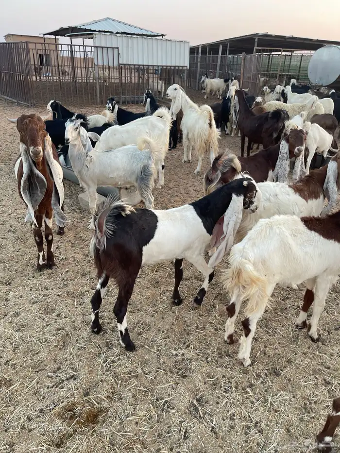 تيس هولندي معرف للبيع وانتاجه بالصور التيس طيب وانتاجه طيب 8