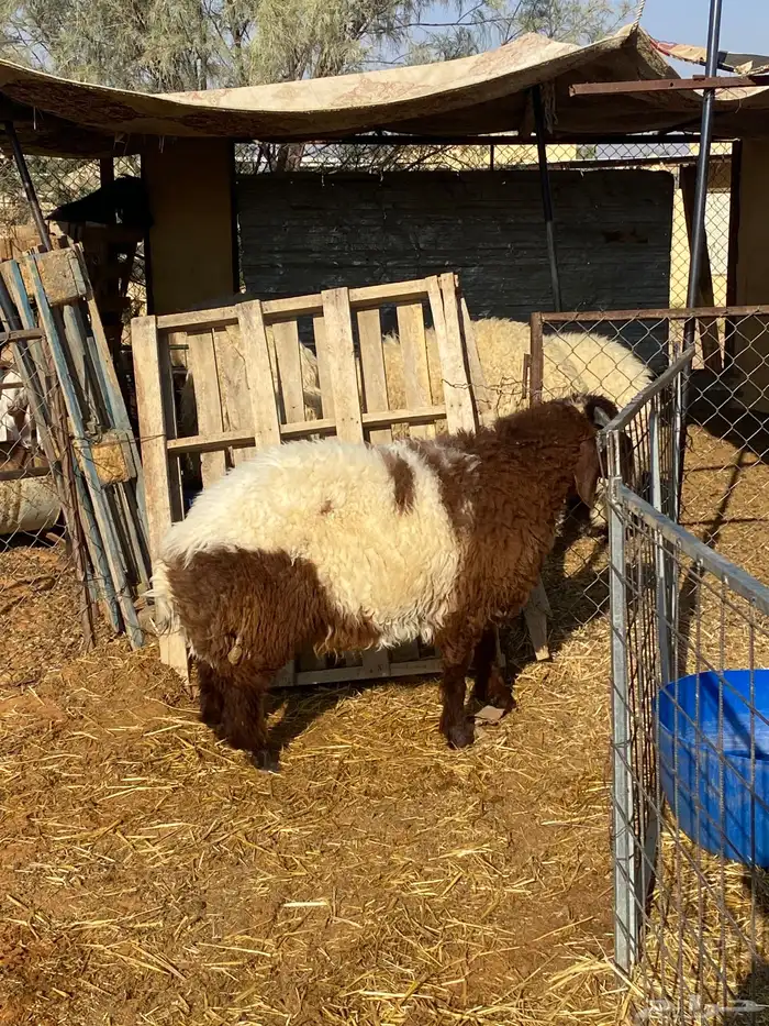 خروف نعيمي 1