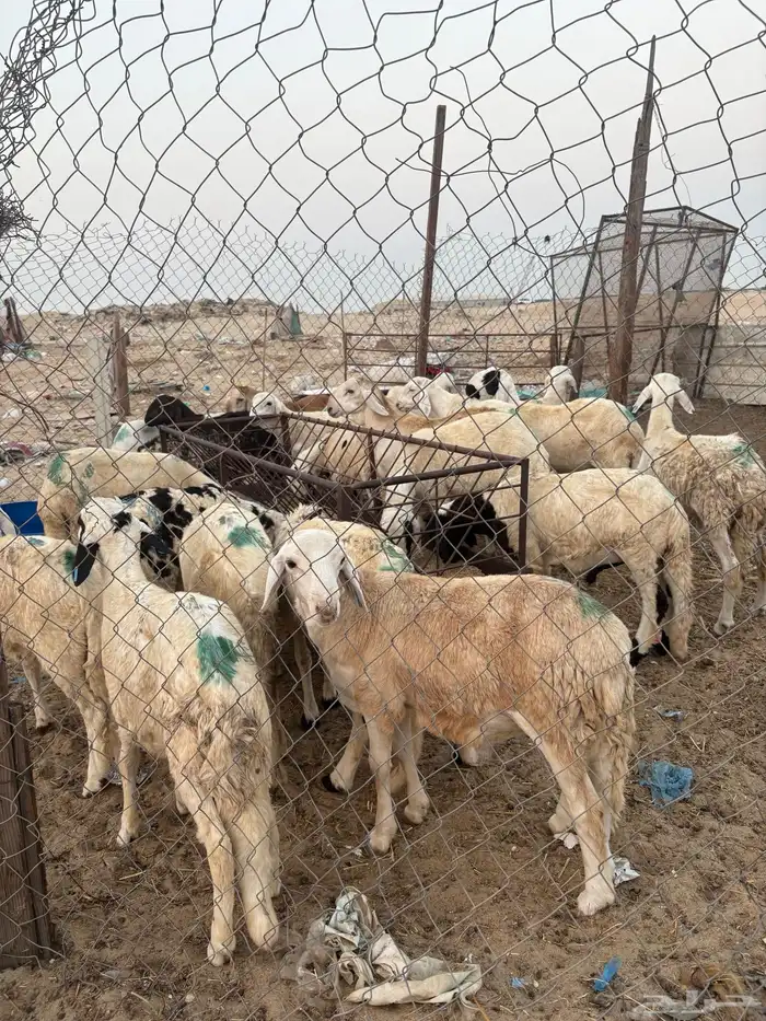 سواكني للبيع جمله أو تفريد 3