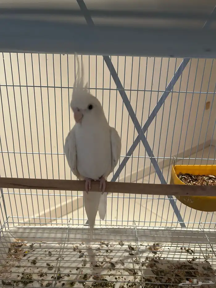 كروان وايت فيس 2