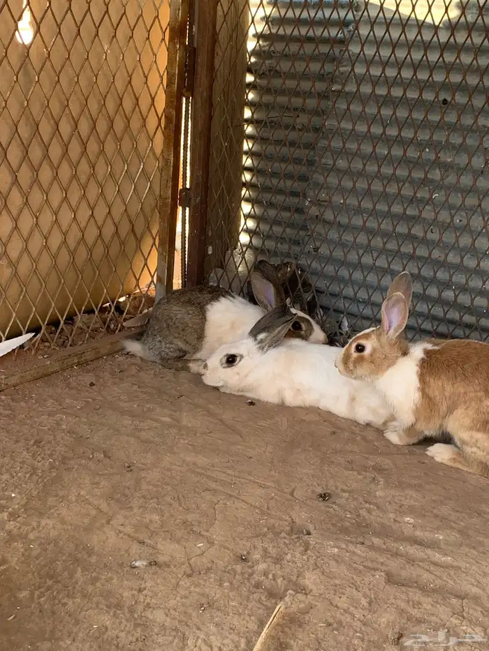 ارانب بلدي 3