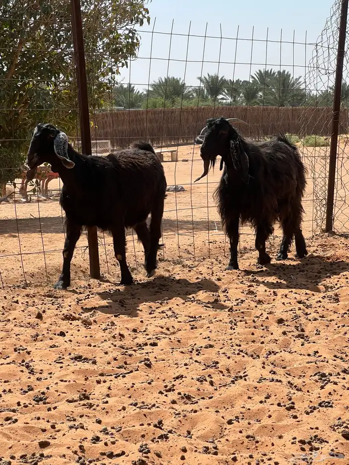 معزا دفيع شرط سونار 4