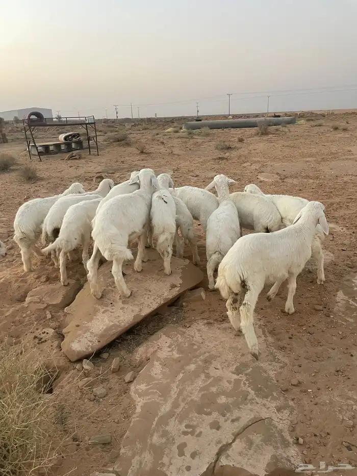 بهم حري مراح واحد 1