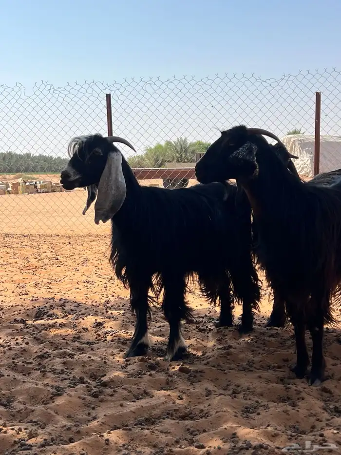 معزا دفيع شرط سونار 2