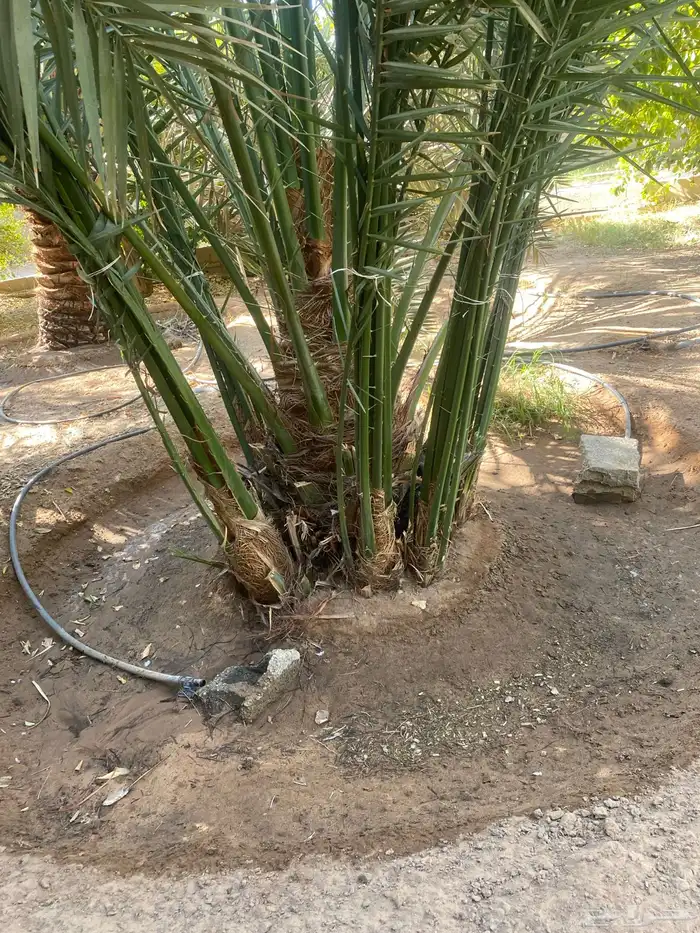 للبيع فحول نخل العدد 8 3