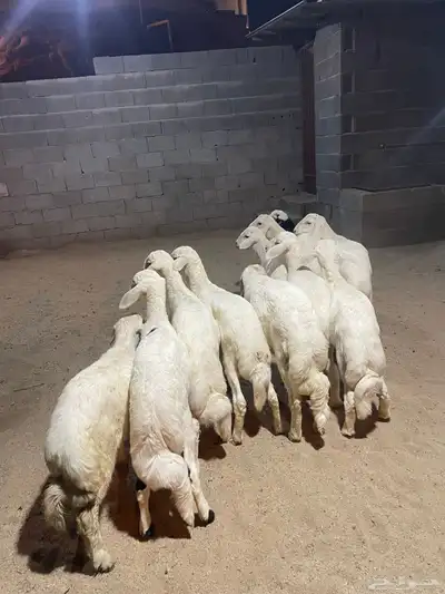 خرفان ورخال index