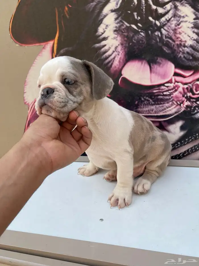 جراء فرنش بولدج 4