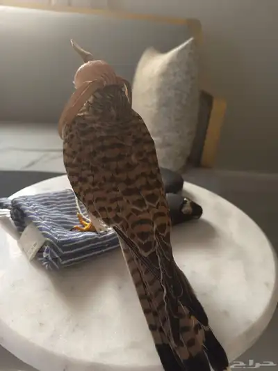 بأشق شبوط index