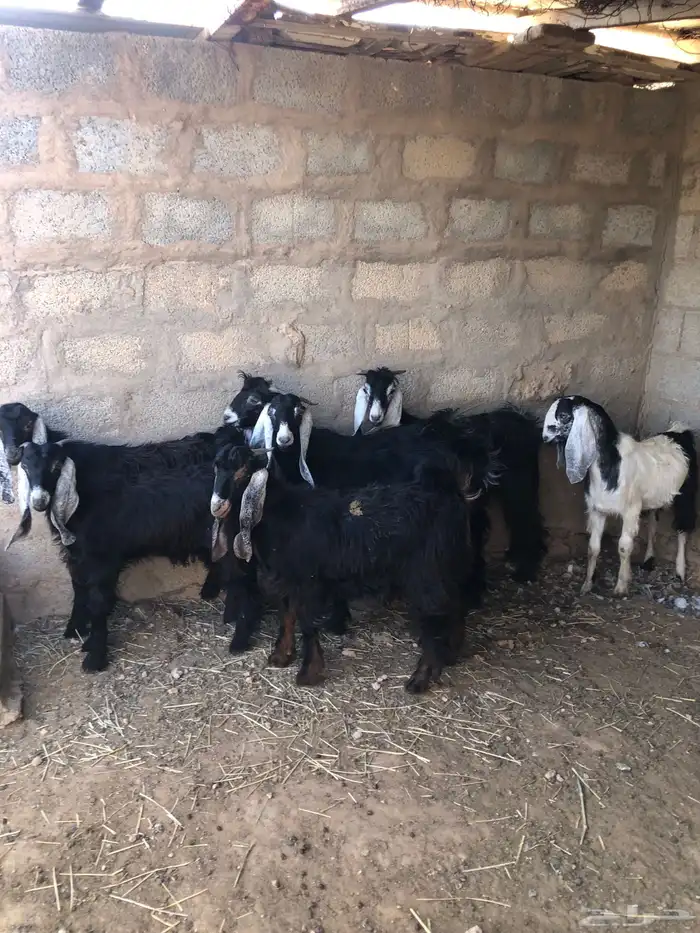 تيوس للبيع مخاصي 0