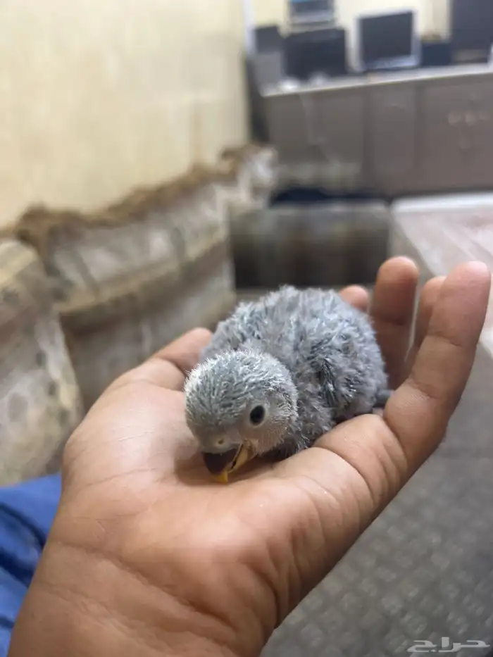 طير روز فرخ لون ازرق شملا القفص 1