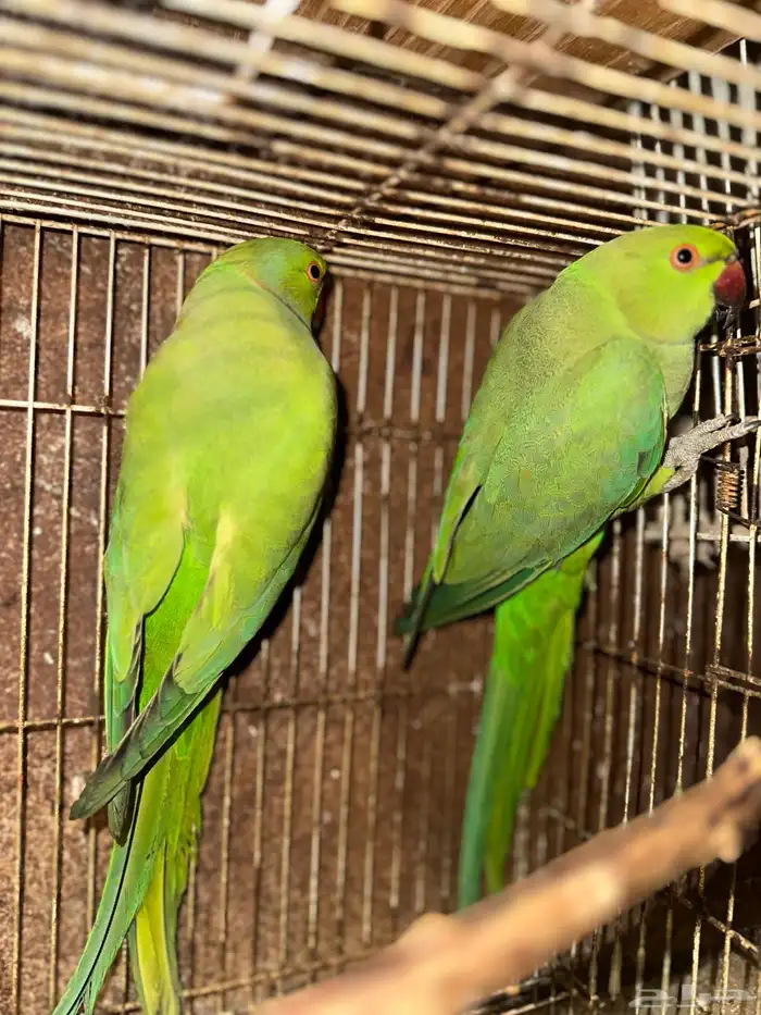 ذكر دره هندي 2