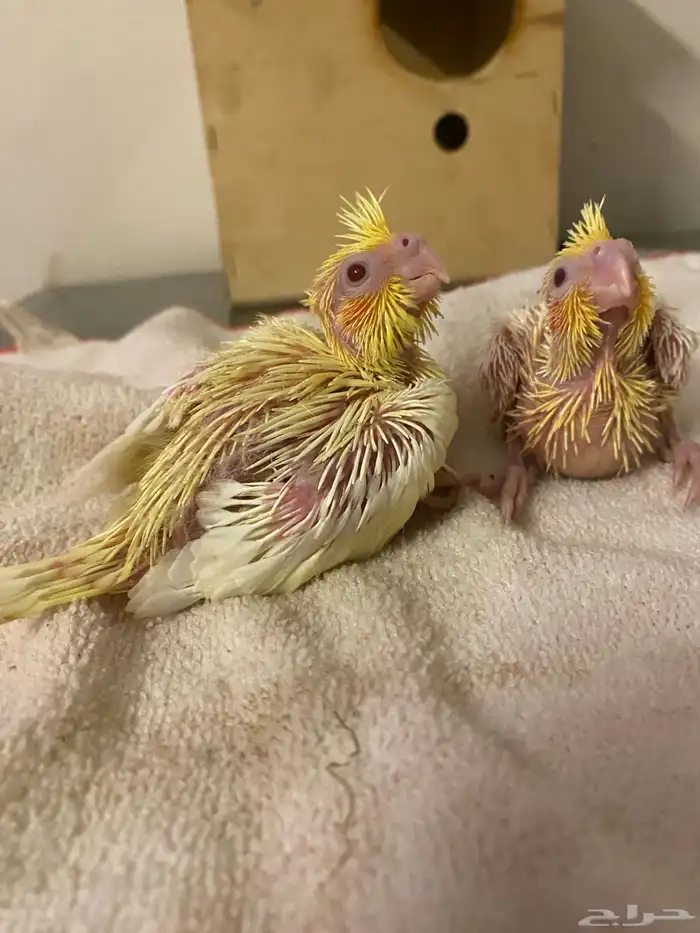 فروخ كروان لاتينو عيون حمر تم تم البيع 0