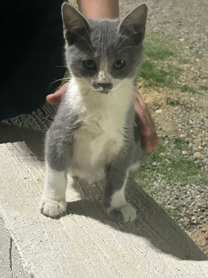 قطة صغيرة ذكر أليفه جدا 0