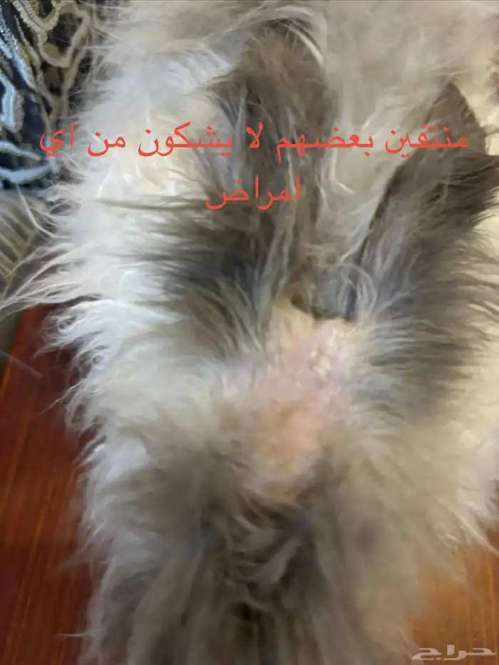 ارانب لتبني 2